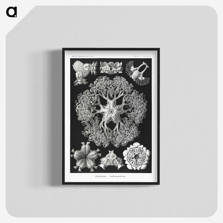 2-22_Ernst-Haeckel_blk-crop