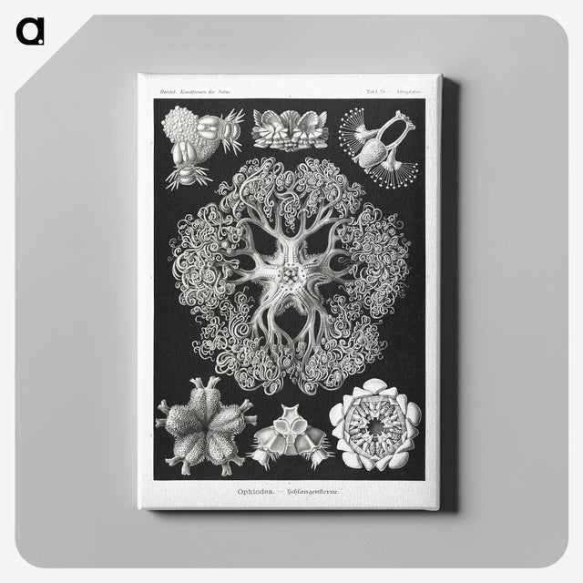 2-22_Ernst-Haeckel_canvas