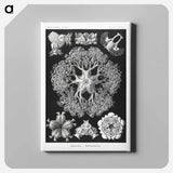 Ophiodea–Schlangensterne - エルンスト ヘッケル Canvas.