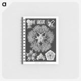 2-22_Ernst-Haeckel_memo