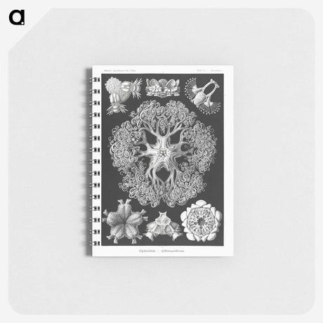 2-22_Ernst-Haeckel_memo
