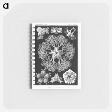 アートメモ帳-Ophiodea–Schlangensterne - エルンスト ヘッケル Memo.