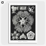 2-22_Ernst-Haeckel_picture-crop