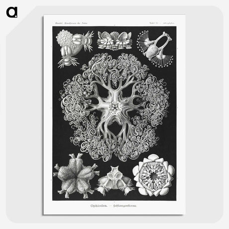 2-22_Ernst-Haeckel_picture-crop
