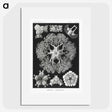 2-22_Ernst-Haeckel_picture