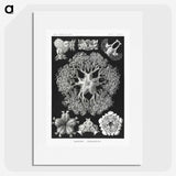 2-22_Ernst-Haeckel_picture