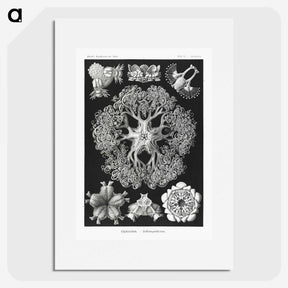 2-22_Ernst-Haeckel_picture