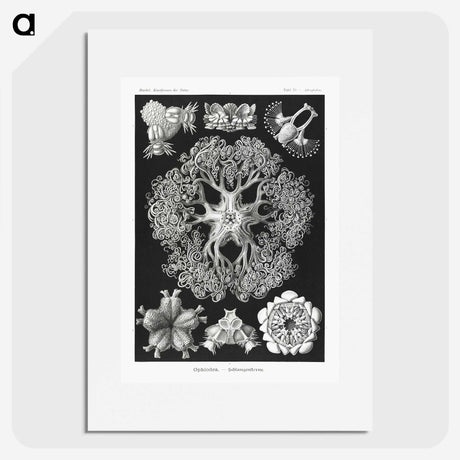 2-22_Ernst-Haeckel_picture