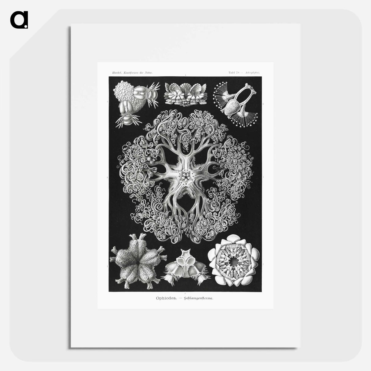 Ophiodea–Schlangensterne - エルンスト ヘッケル Poster.