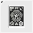 2-22_Ernst-Haeckel_postcard