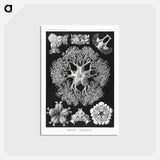 アートポストカード-Ophiodea–Schlangensterne - エルンスト ヘッケル Postcard.