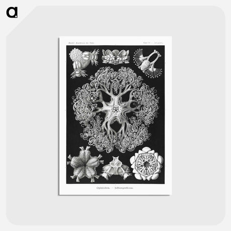 アートポストカード-Ophiodea–Schlangensterne - エルンスト ヘッケル Postcard.