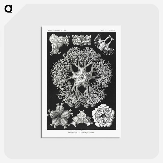 2-22_Ernst-Haeckel_postcard