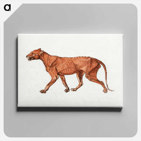 アートパネル-Tiger Body, Lateral View
 - ジョージ スタッブス Canvas.