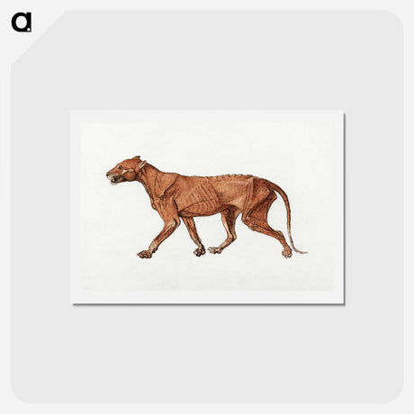 2-22_George-Stubbs_hagaki