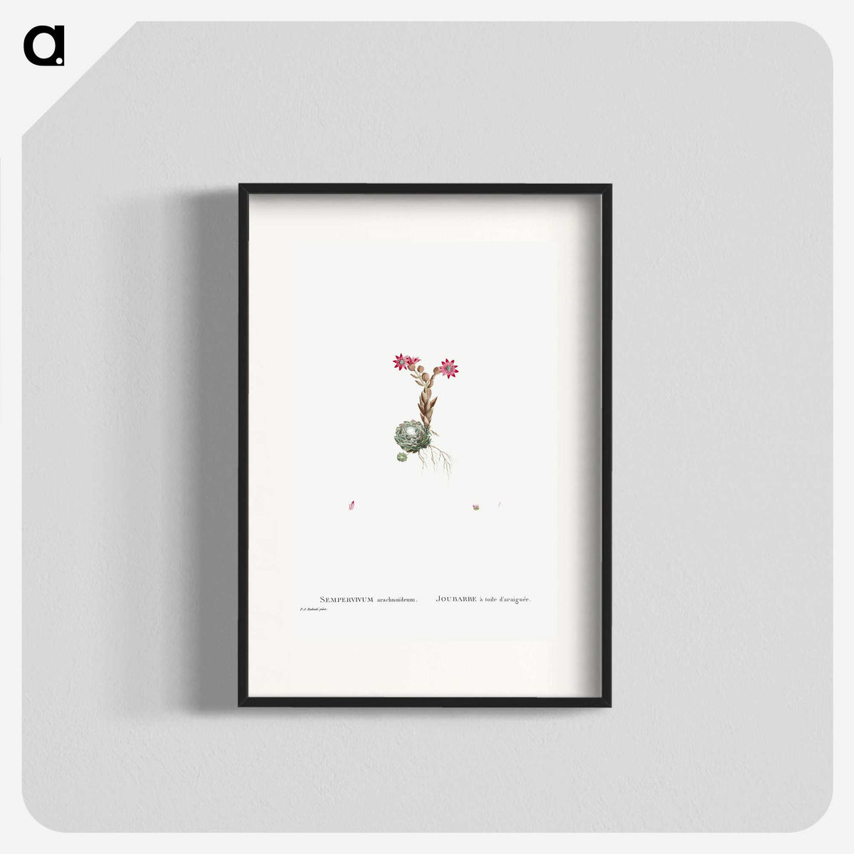 2-22_Histoire-des-Plantes-Grasses_blk