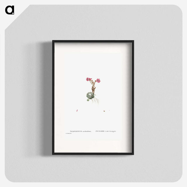 2-22_Histoire-des-Plantes-Grasses_blk