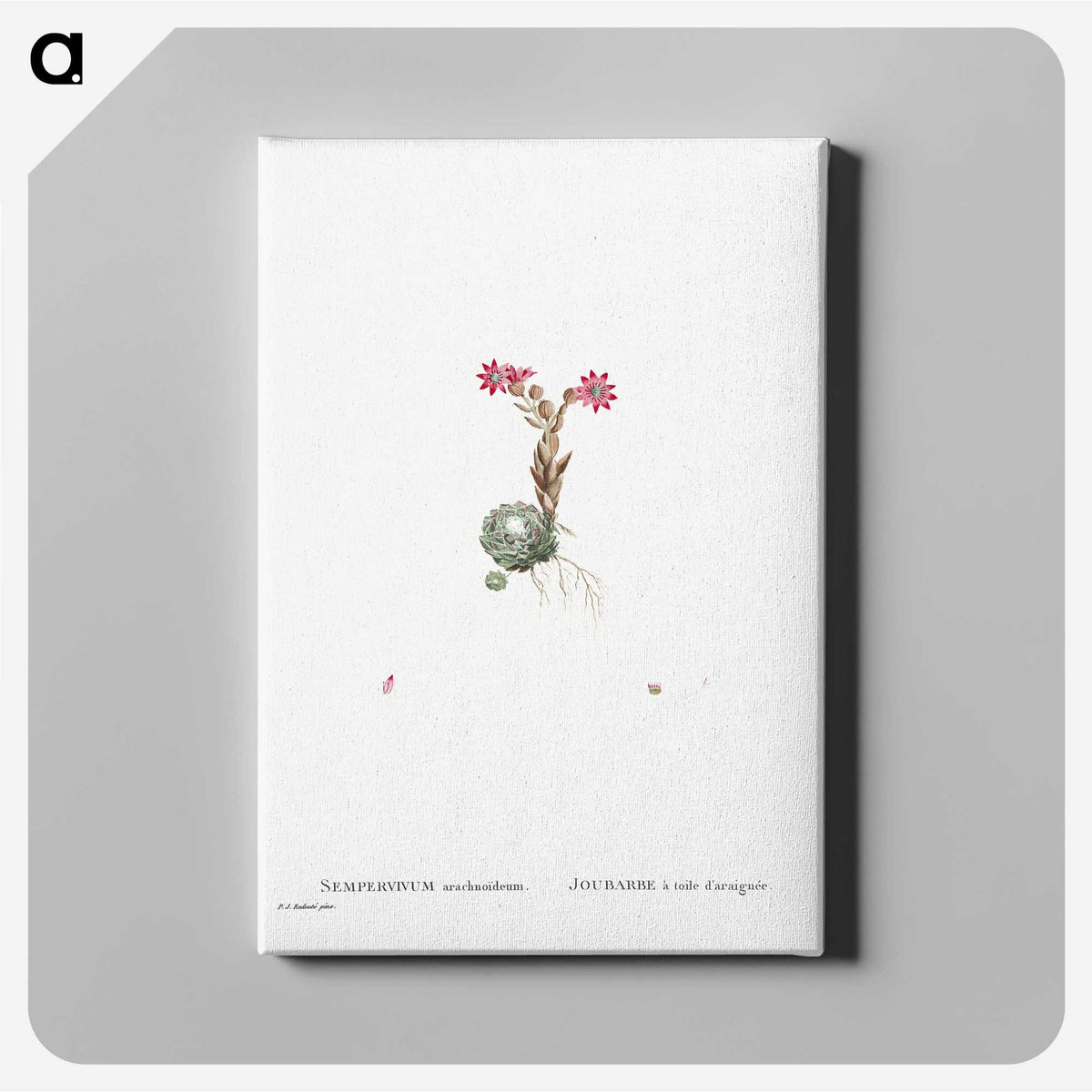 2-22_Histoire-des-Plantes-Grasses_canvas