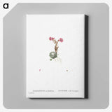 2-22_Histoire-des-Plantes-Grasses_canvas