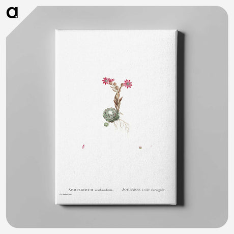 2-22_Histoire-des-Plantes-Grasses_canvas