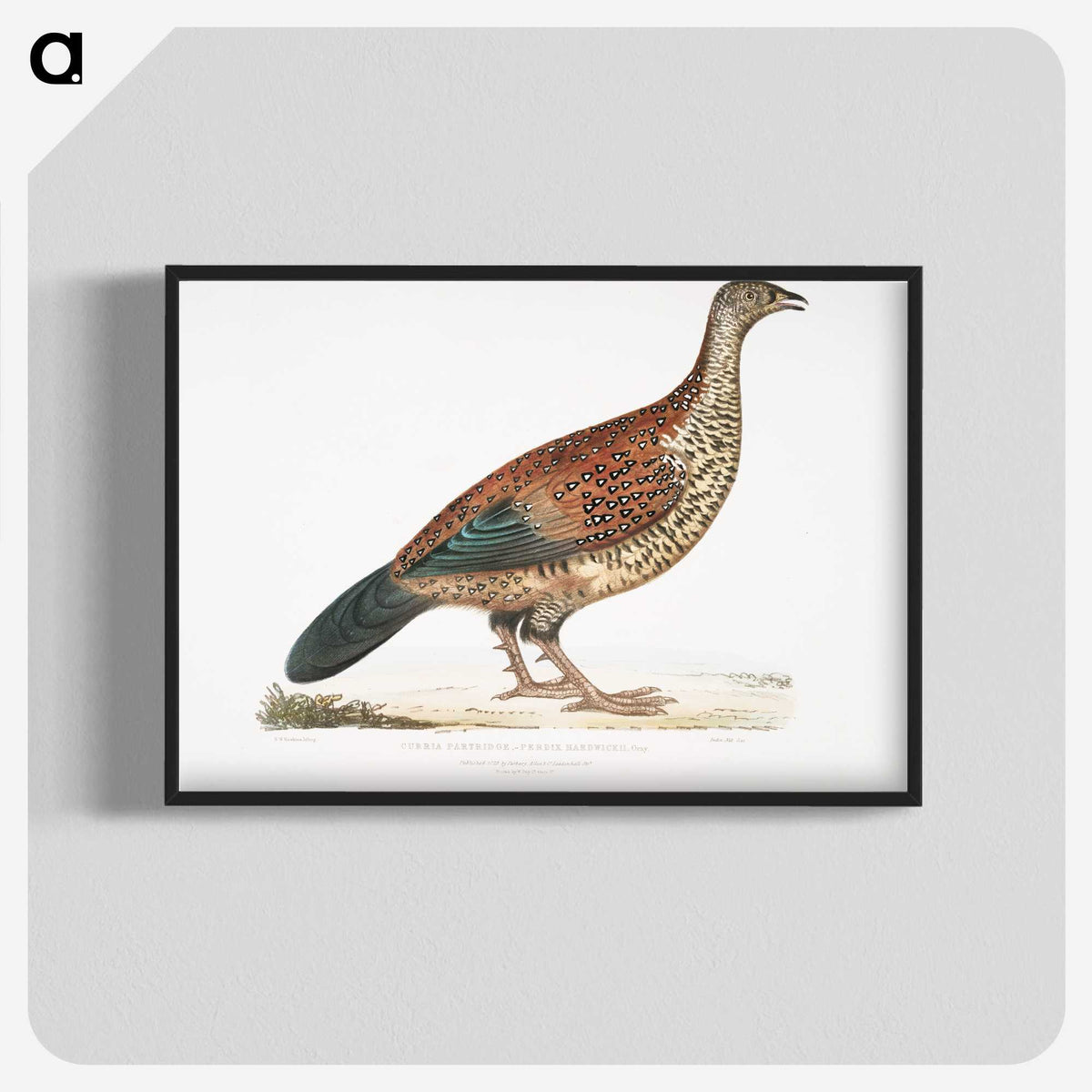 2-22_Indian-Zoology_blk-crop
