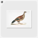 2-22_Indian-Zoology_hagaki