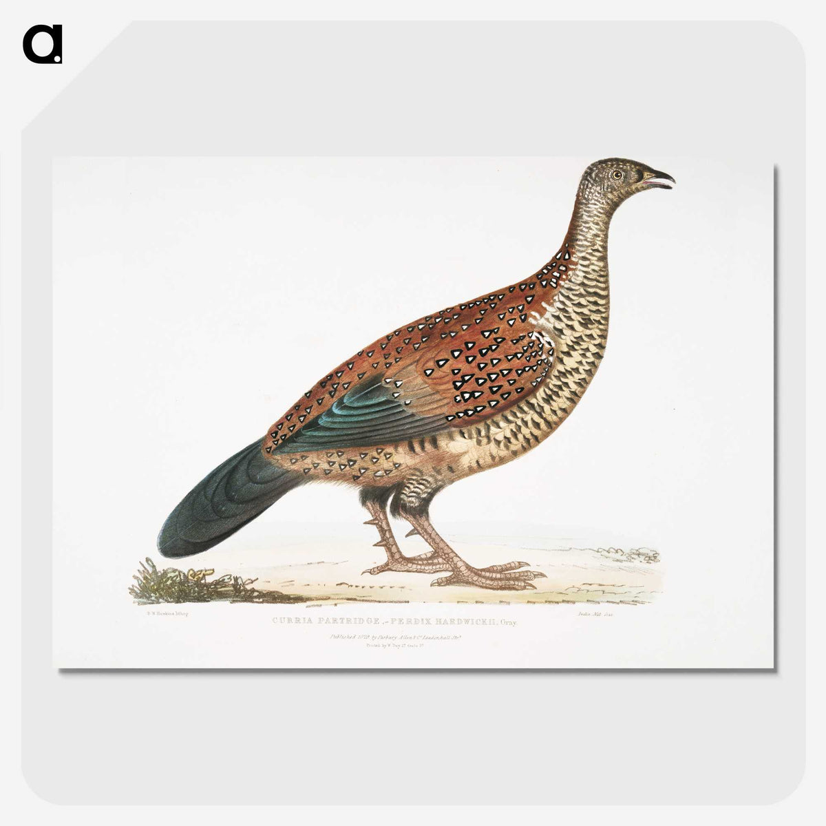 2-22_Indian-Zoology_picture-crop