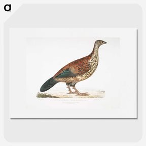 2-22_Indian-Zoology_picture