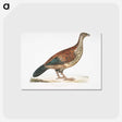 2-22_Indian-Zoology_postcard