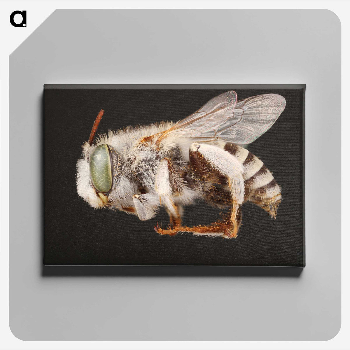 2-22_Insects-Unlocked-Project_canvas