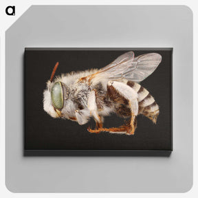 2-22_Insects-Unlocked-Project_canvas