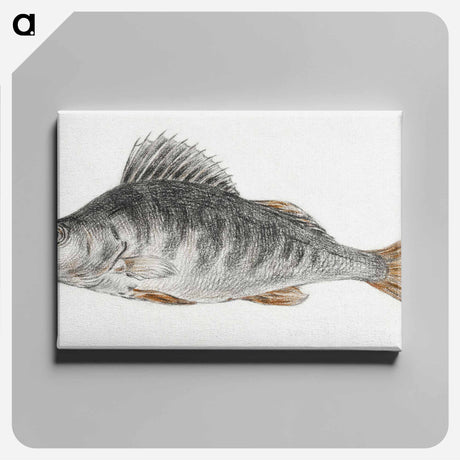 アートパネル-Fish - ジャン ベルナール Canvas.