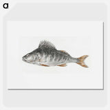 Fish - ジャン ベルナール Poster.