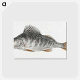 アートポストカード-Fish - ジャン ベルナール Postcard.