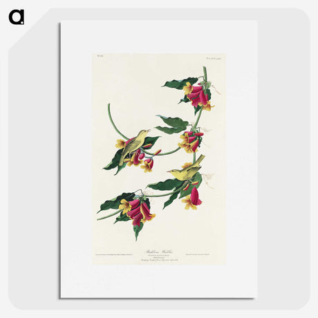 2-22_John-James-Audubon_picture