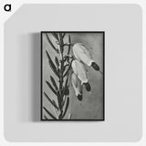 2-22_Karl-Blossfeldt_blk-crop