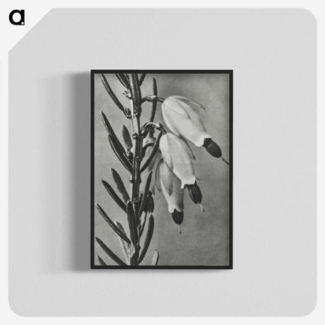 2-22_Karl-Blossfeldt_blk-crop