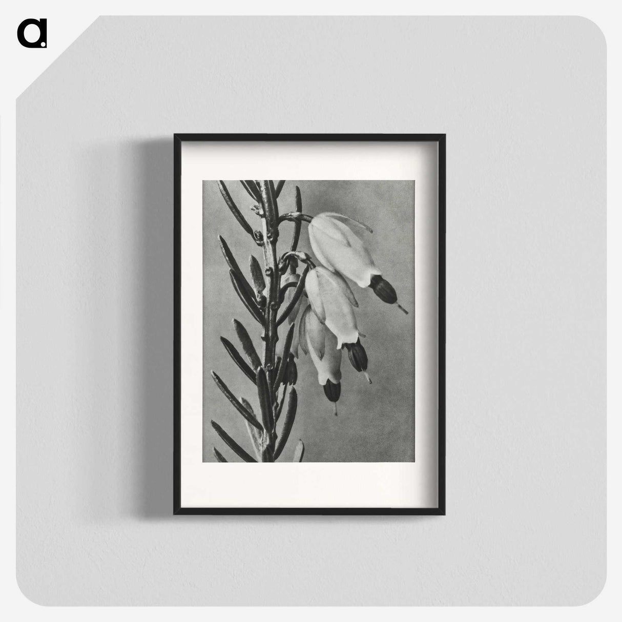 2-22_Karl-Blossfeldt_blk