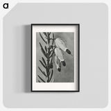2-22_Karl-Blossfeldt_blk