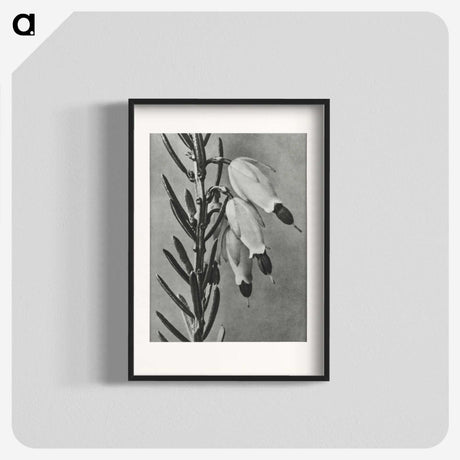2-22_Karl-Blossfeldt_blk