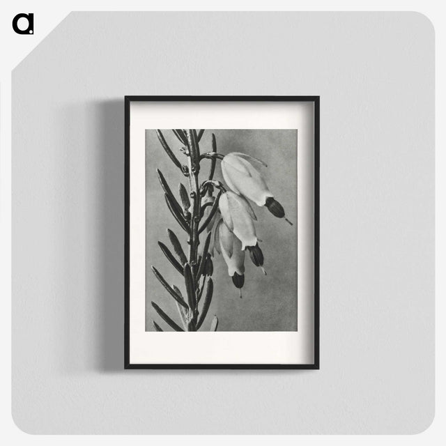2-22_Karl-Blossfeldt_blk