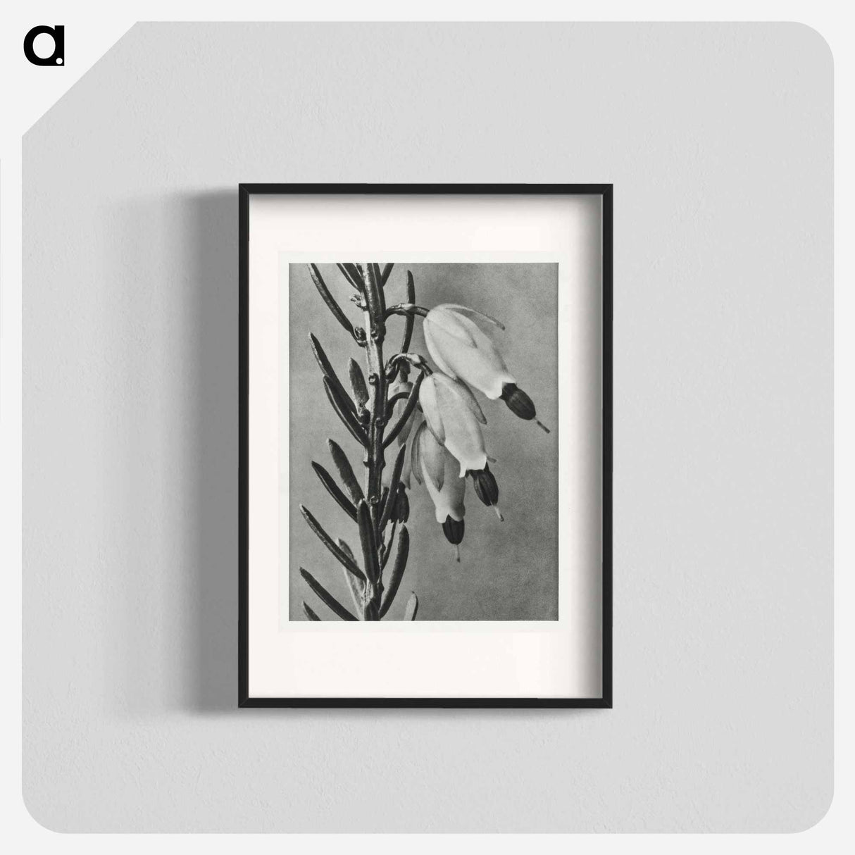 Erica Herbacea - Karl Blossfeldt Poster.