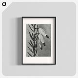 Erica Herbacea - Karl Blossfeldt Poster.