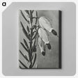 2-22_Karl-Blossfeldt_canvas