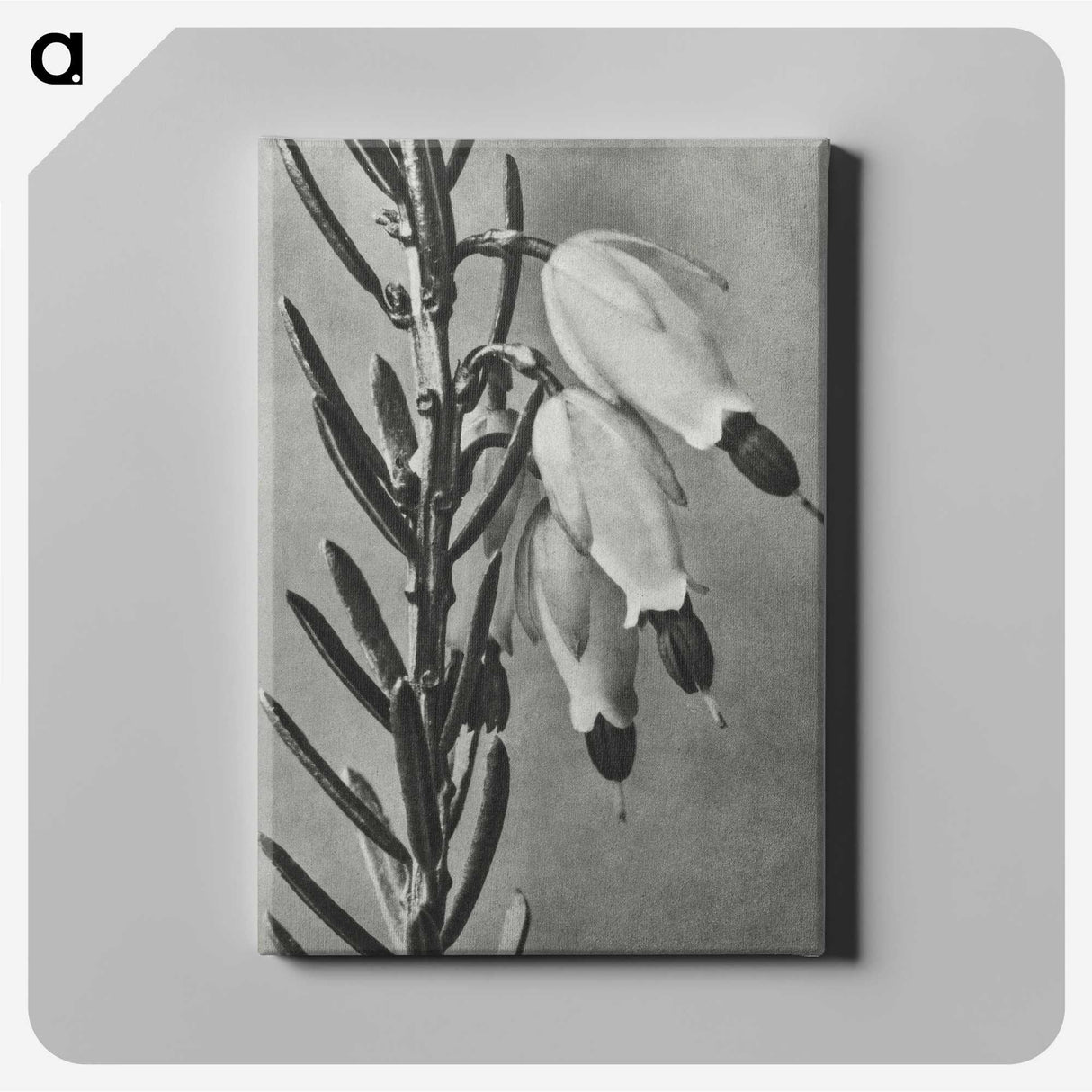 2-22_Karl-Blossfeldt_canvas