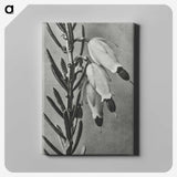 2-22_Karl-Blossfeldt_canvas