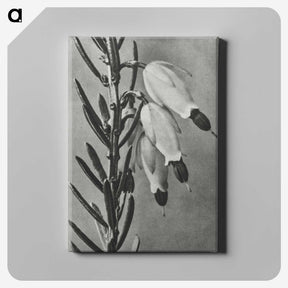 2-22_Karl-Blossfeldt_canvas