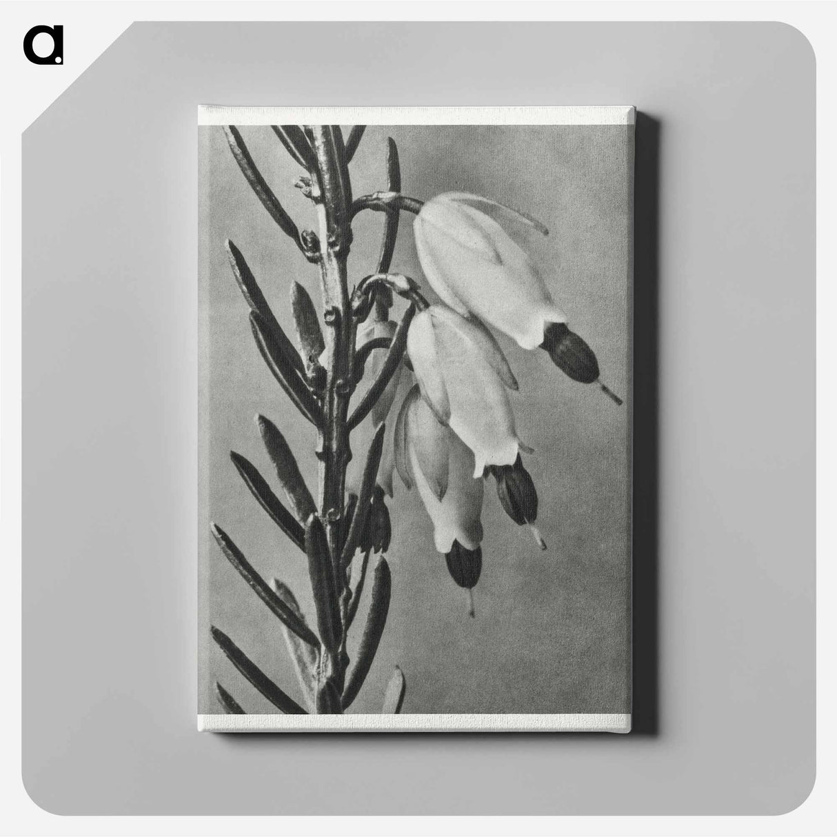 Erica Herbacea - Karl Blossfeldt Canvas.