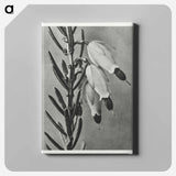Erica Herbacea - Karl Blossfeldt Canvas.