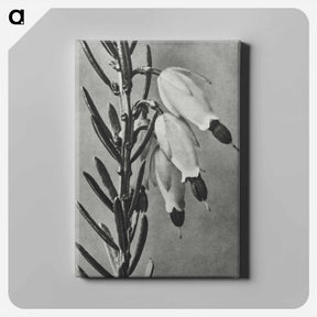 アートパネル-Erica Herbacea - カール ブロスフェルト Canvas.